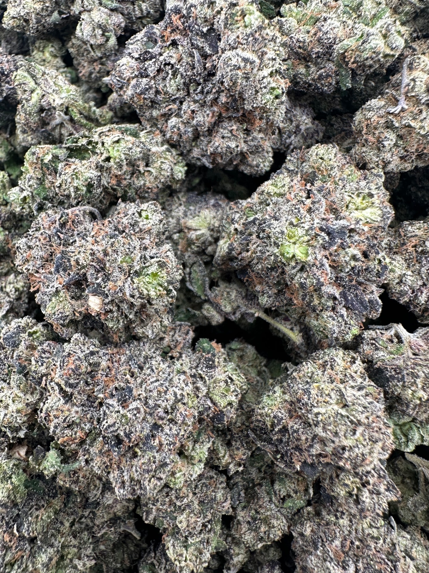 CITRUS ZKITTLEZ